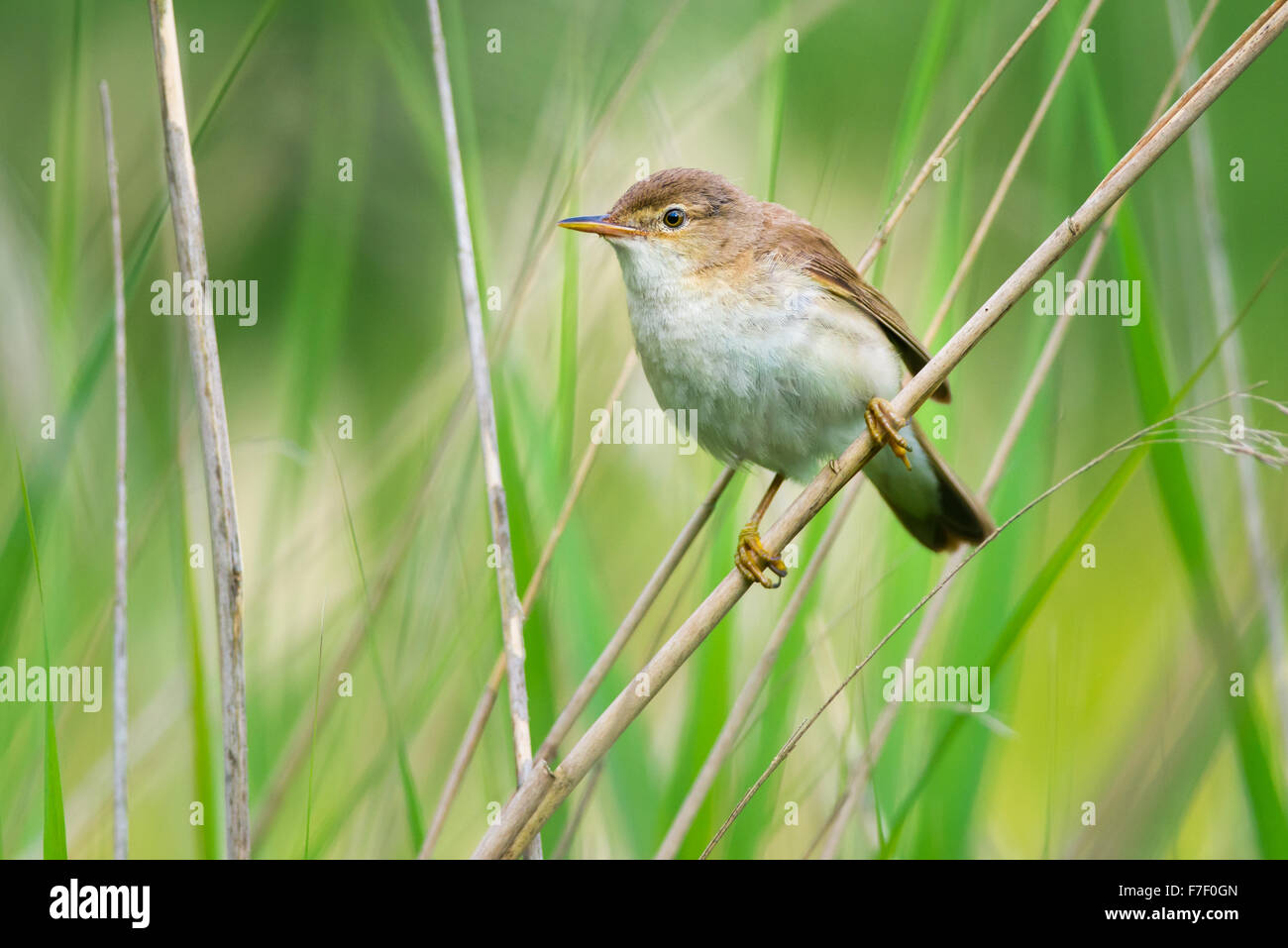 Reed Trillo nel Derbyshire Foto Stock