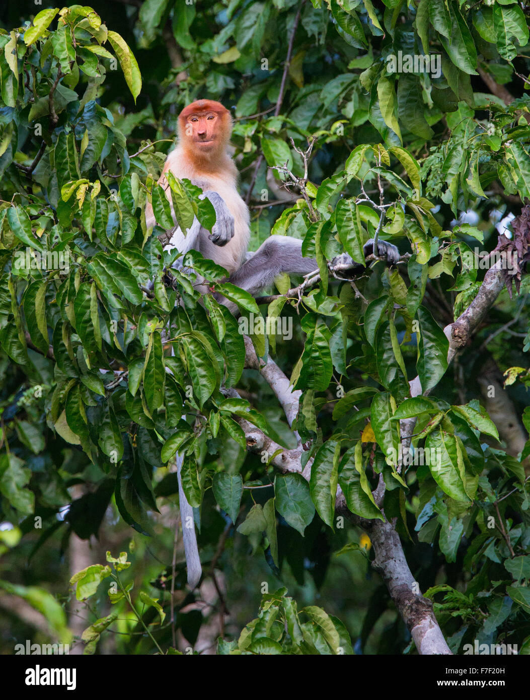 Proboscide di scimmia (Narsalis larvatus), fiume Kinabatangan, Sabah, Malaysia Foto Stock