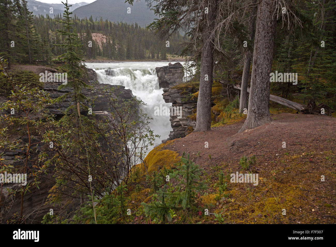 Cascate Athabasca, una cascata nel Parco Nazionale di Jasper sulla parte superiore del Fiume Athabasca Alberta, Canada Foto Stock