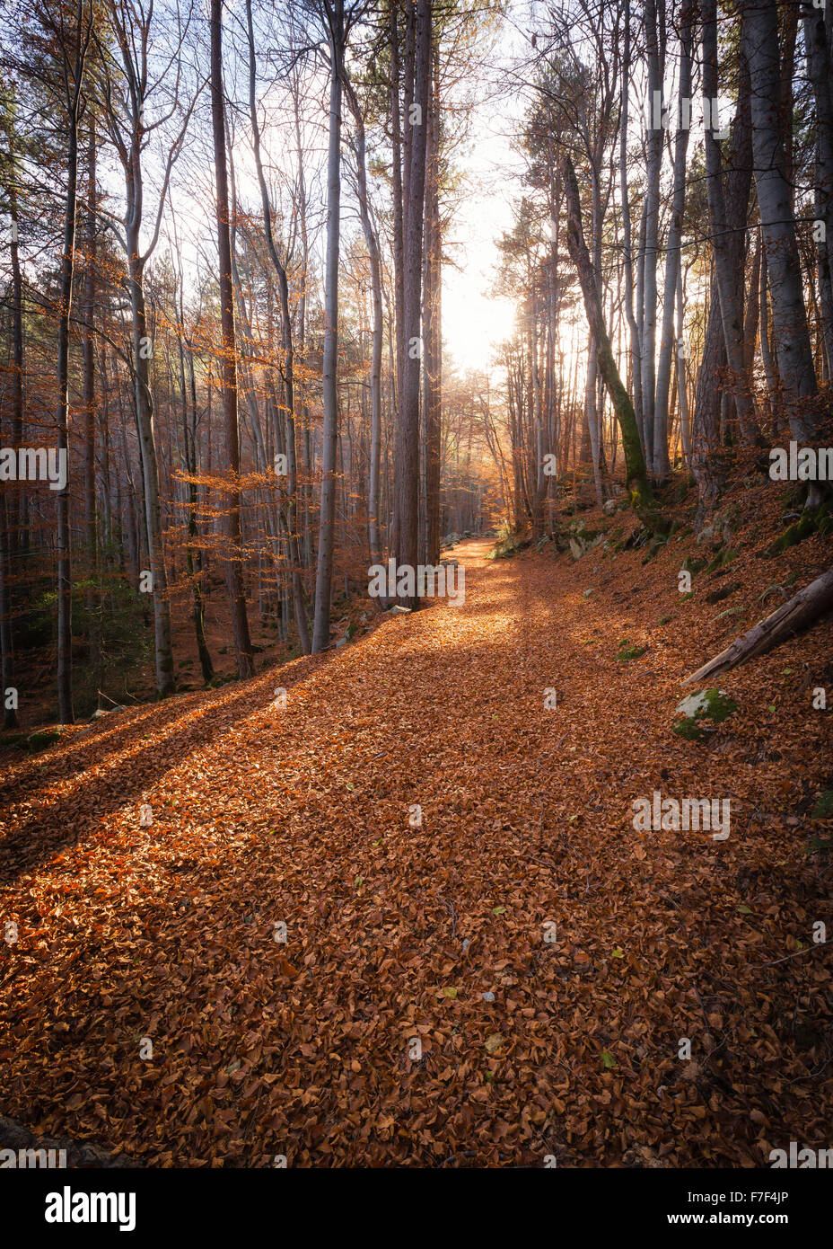 Un percorso di golden Foglie di autunno e gli alberi sulla GR20 trail in una foresta di Vizzavona in Corsica Foto Stock
