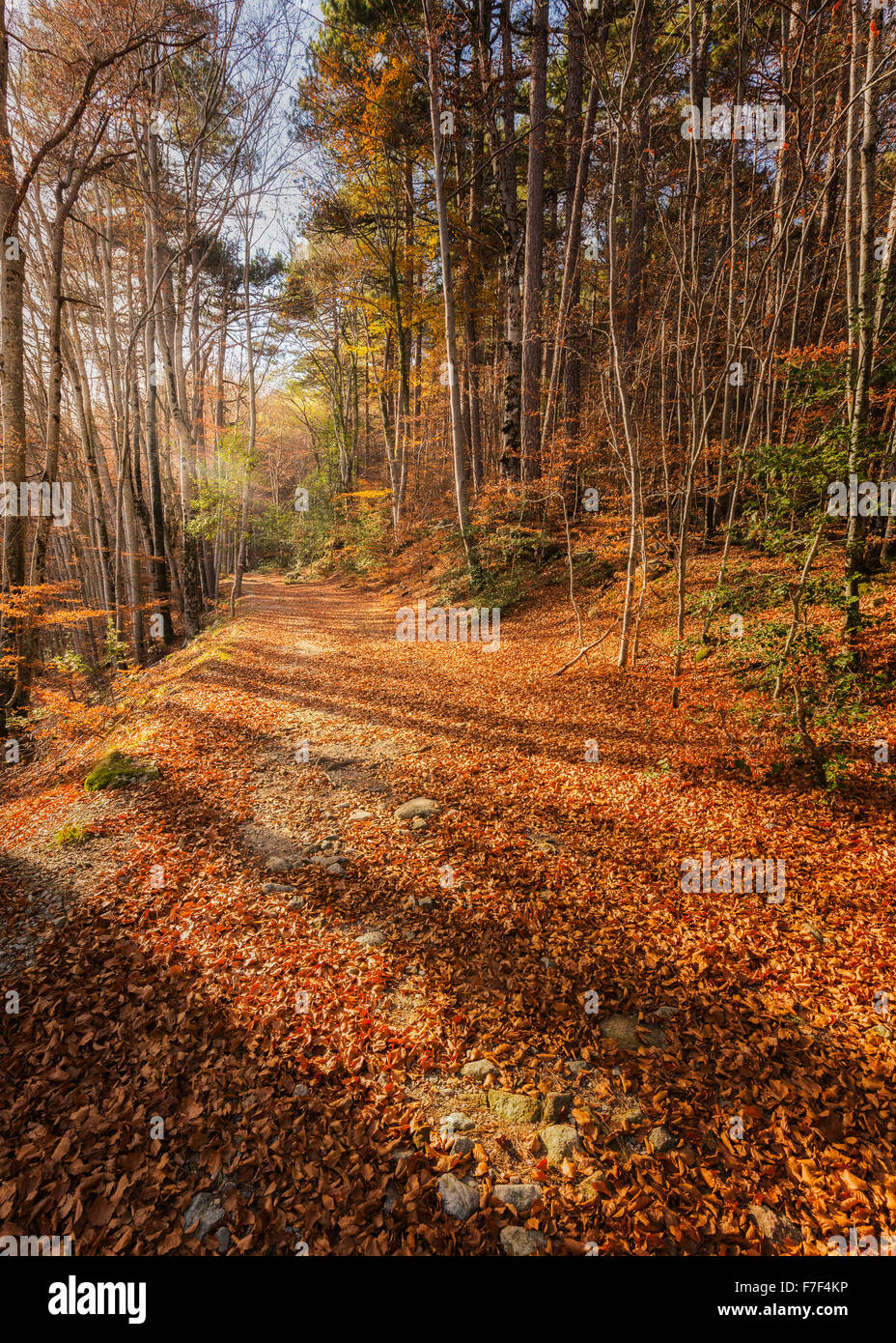 Un percorso di golden Foglie di autunno e gli alberi sulla GR20 trail in una foresta di Vizzavona in Corsica Foto Stock