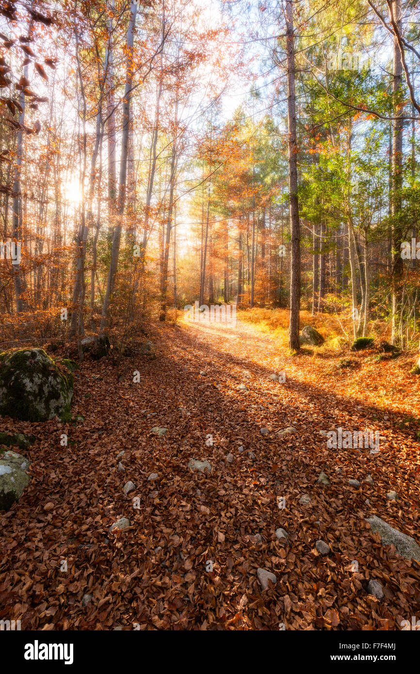 Un percorso di golden Foglie di autunno e gli alberi sulla GR20 trail in una foresta di Vizzavona in Corsica Foto Stock