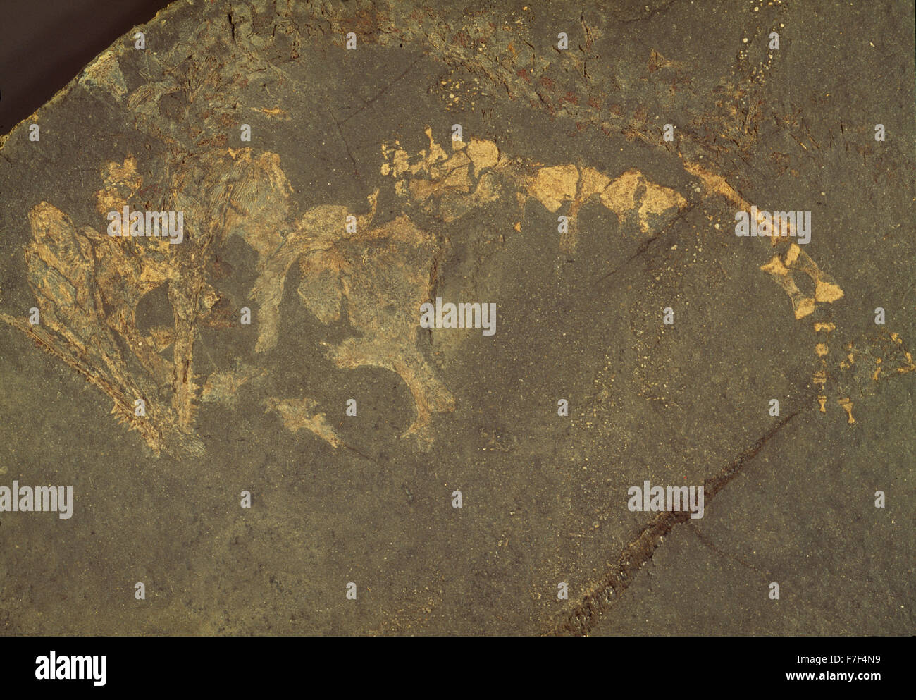 Fossili di vertebrati nel Miocene mudstone dal nucleo di un campione dalla Libia Foto Stock