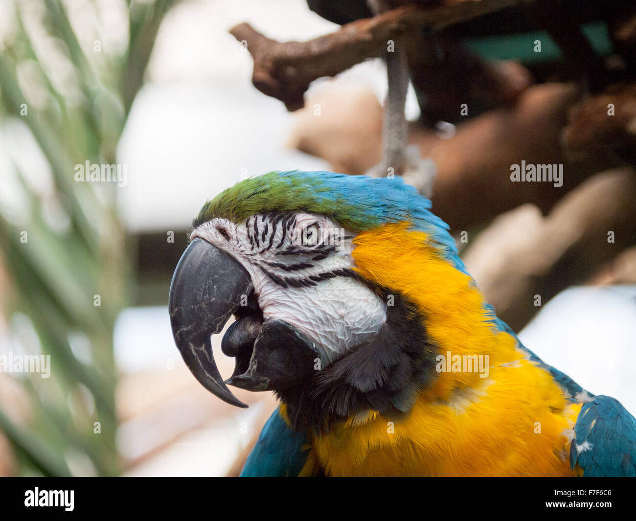 Un ritratto di un blu-giallo macaw (Ara ararauna) presso il Victoria Butterfly Gardens in Brentwood Bay, BC, Canada. Foto Stock