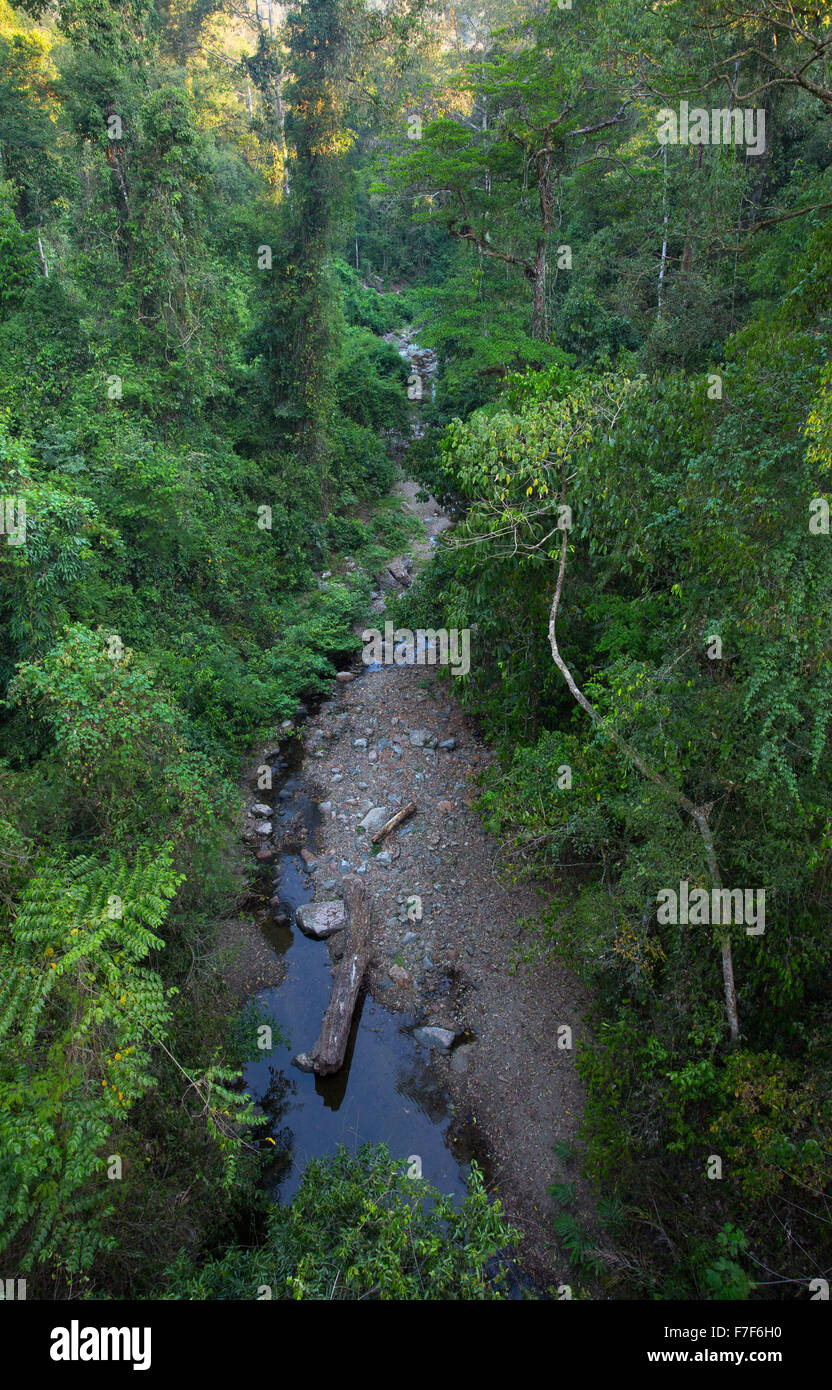 Flusso nella foresta pluviale tropicale nel Danum Valley, Sabah, Malaysia Foto Stock