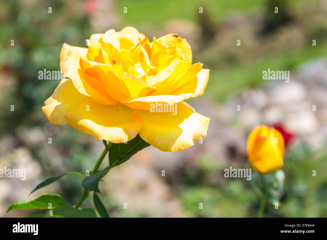 Rosa gialla in giardino Foto Stock