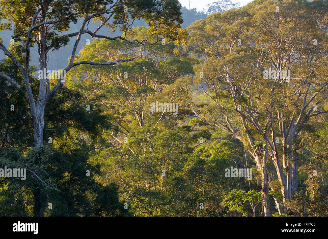 La mattina presto la luce nella foresta pluviale tropicale, Danum Valley, Sabah, Malaysia Foto Stock