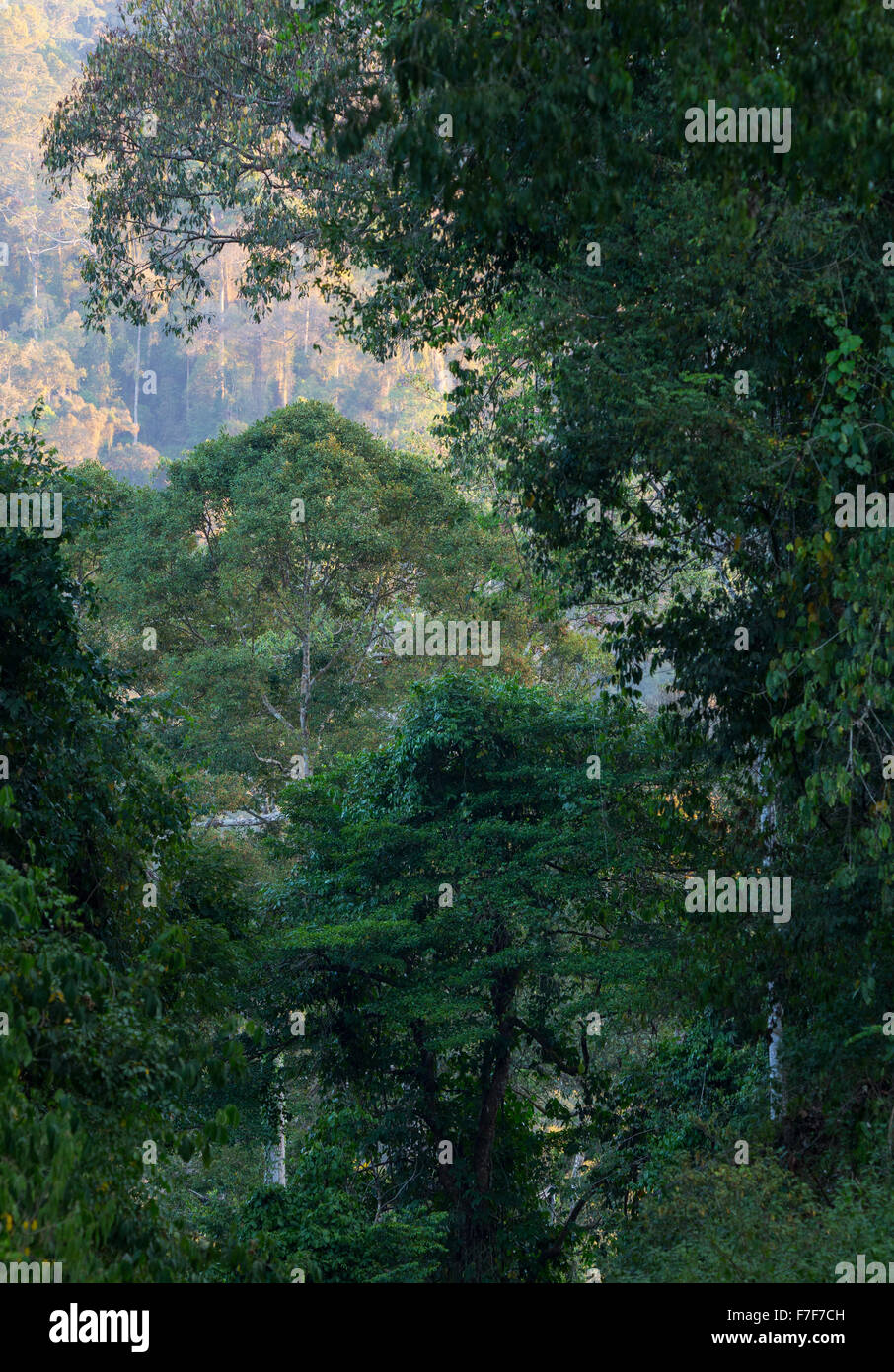 Foresta pluviale al Danum Valley, Sabah, Malaysia Foto Stock
