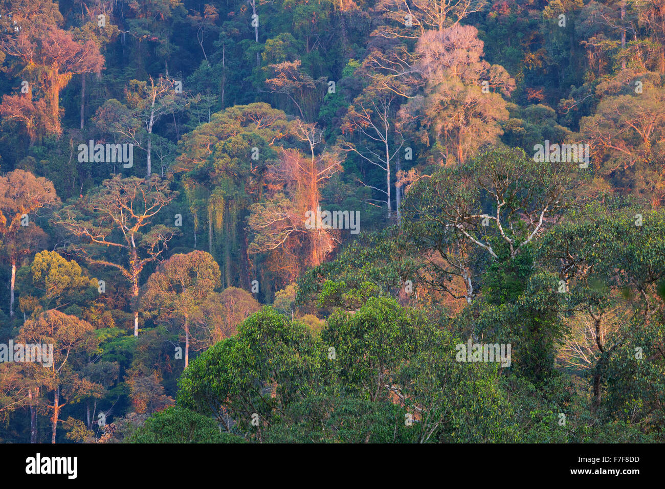 La mattina presto la luce nella foresta pluviale tropicale, Danum Valley, Sabah, Malaysia Foto Stock