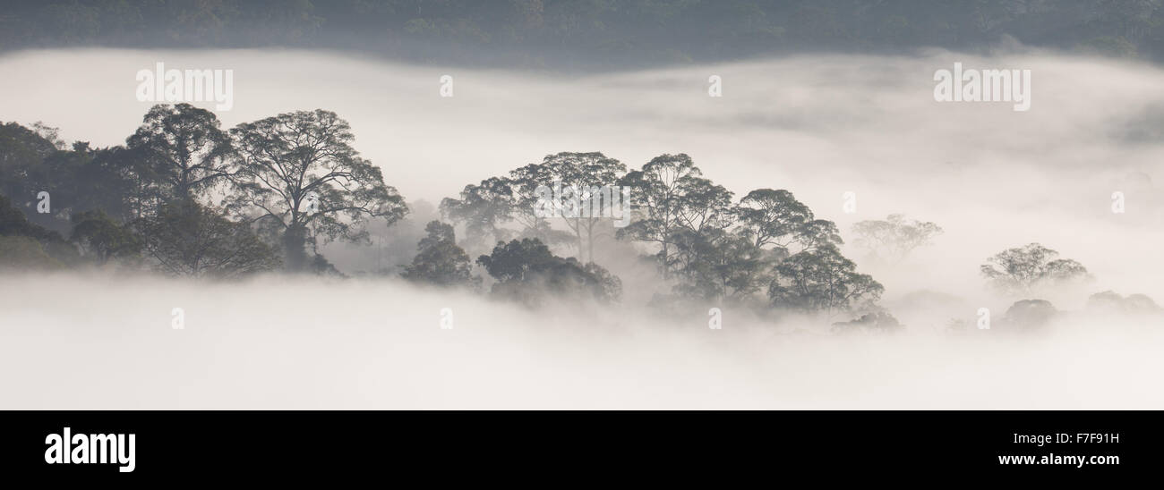 La nebbia sorgere all alba su di Danum Valley, Sabah, Malaysia Foto Stock