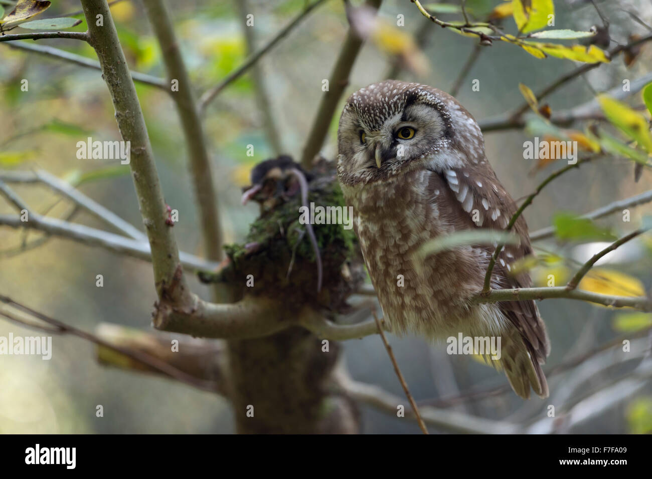 Boreal Owl / Raufusskauz ( Aegolius funereus ) appollaiato in un albero, con la preda che giace accanto a lui. Foto Stock