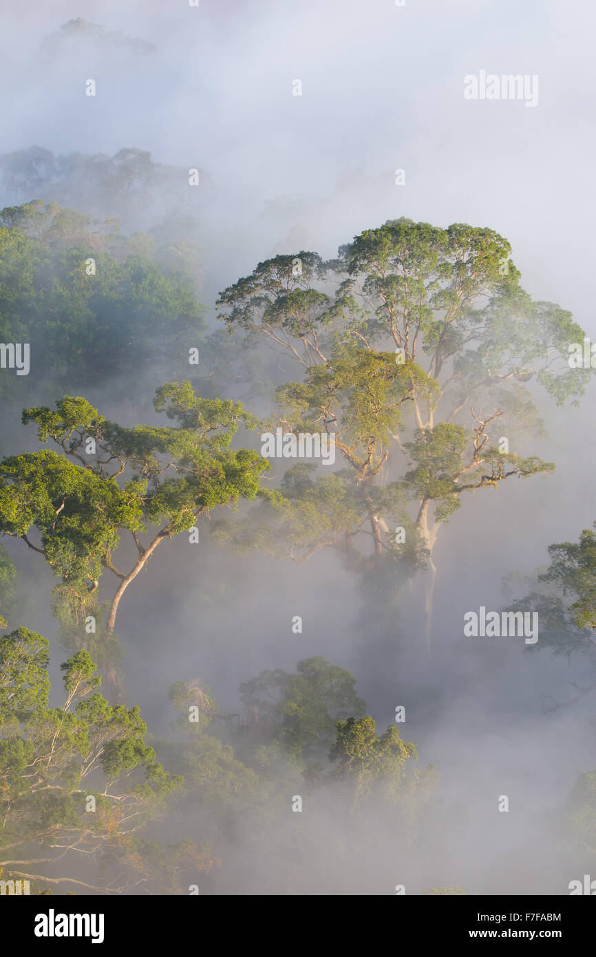 Early Morning mist rising nella foresta pluviale tropicale, Danum Valley, Sabah, Malaysia Foto Stock