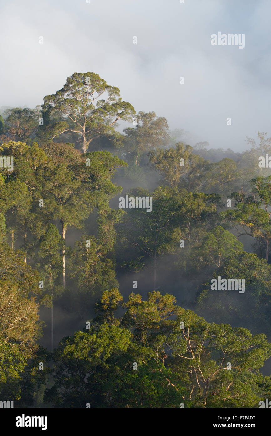 Early Morning mist rising nella foresta pluviale tropicale, Danum Valley, Sabah, Malaysia Foto Stock