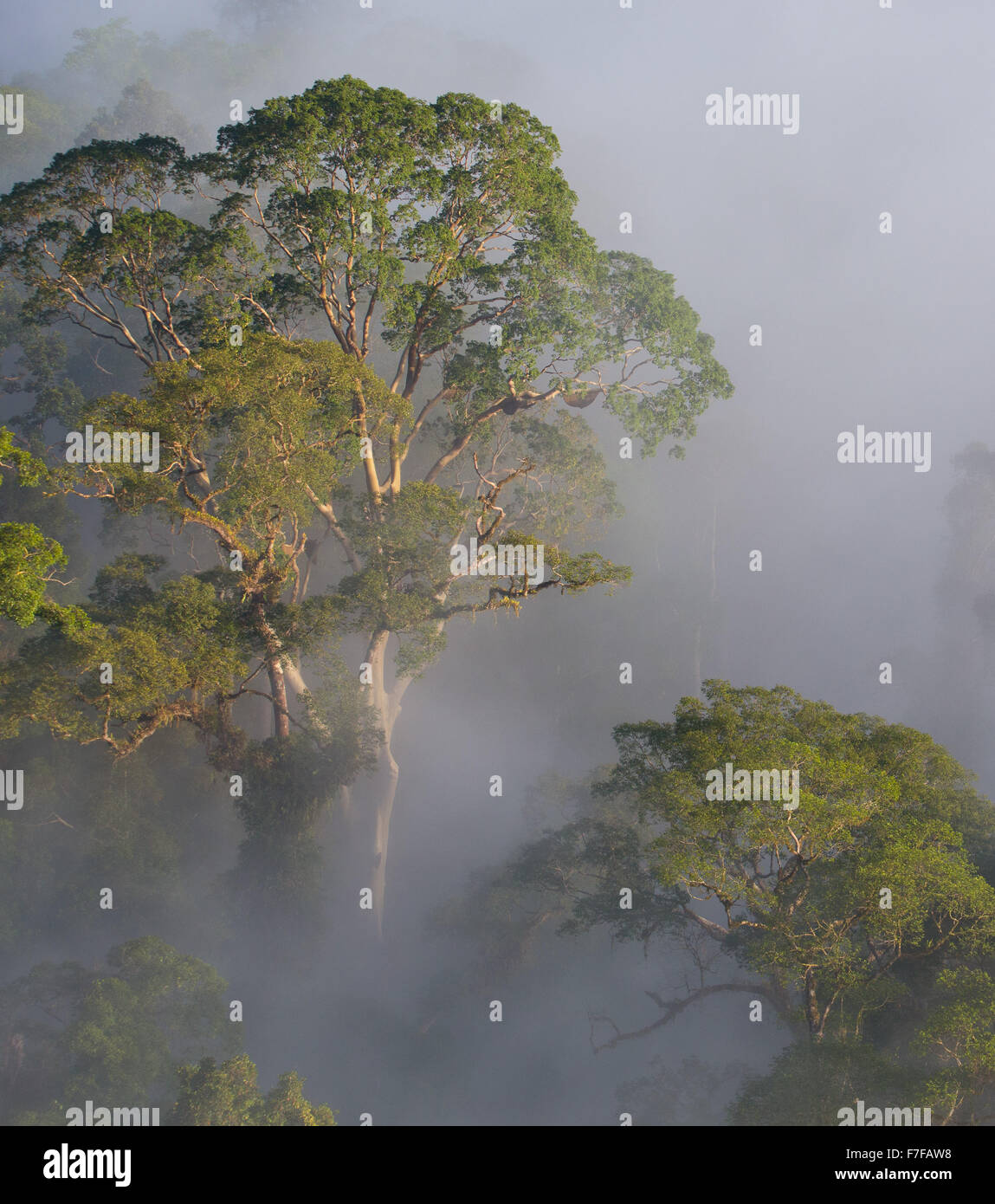Early Morning mist rising nella foresta pluviale tropicale, Danum Valley, Sabah, Malaysia Foto Stock