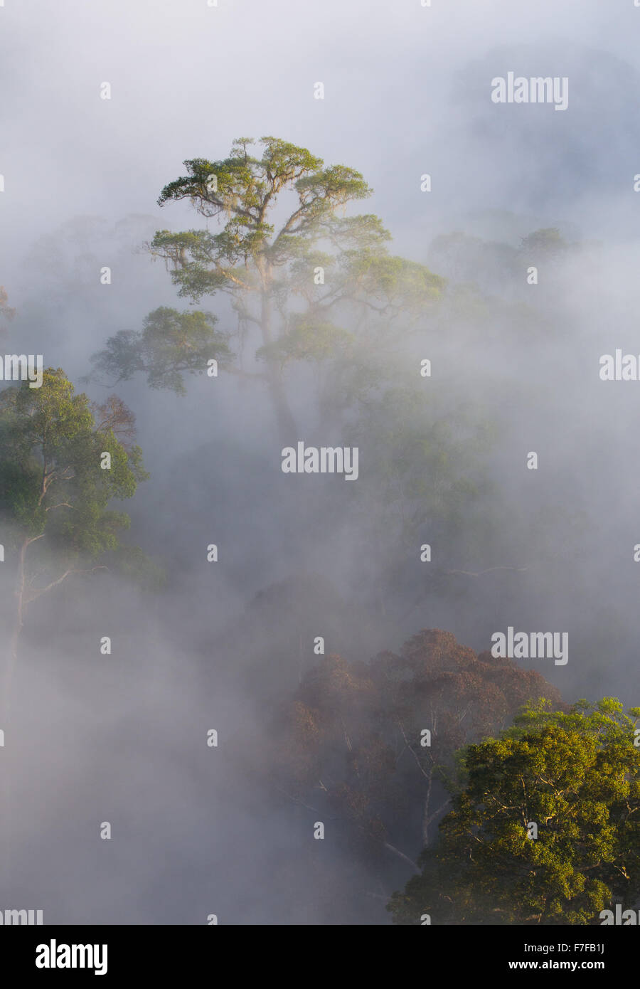 Early Morning mist rising nella foresta pluviale tropicale, Danum Valley, Sabah, Malaysia Foto Stock