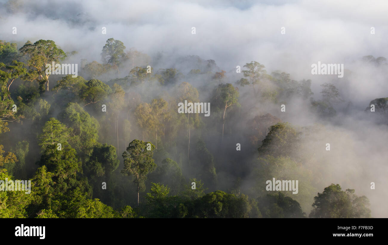 Early Morning mist rising nella foresta pluviale tropicale, Danum Valley, Sabah, Malaysia Foto Stock