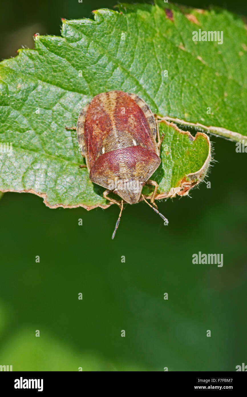 Shieldbug tartaruga in un cimitero di Londra Foto Stock