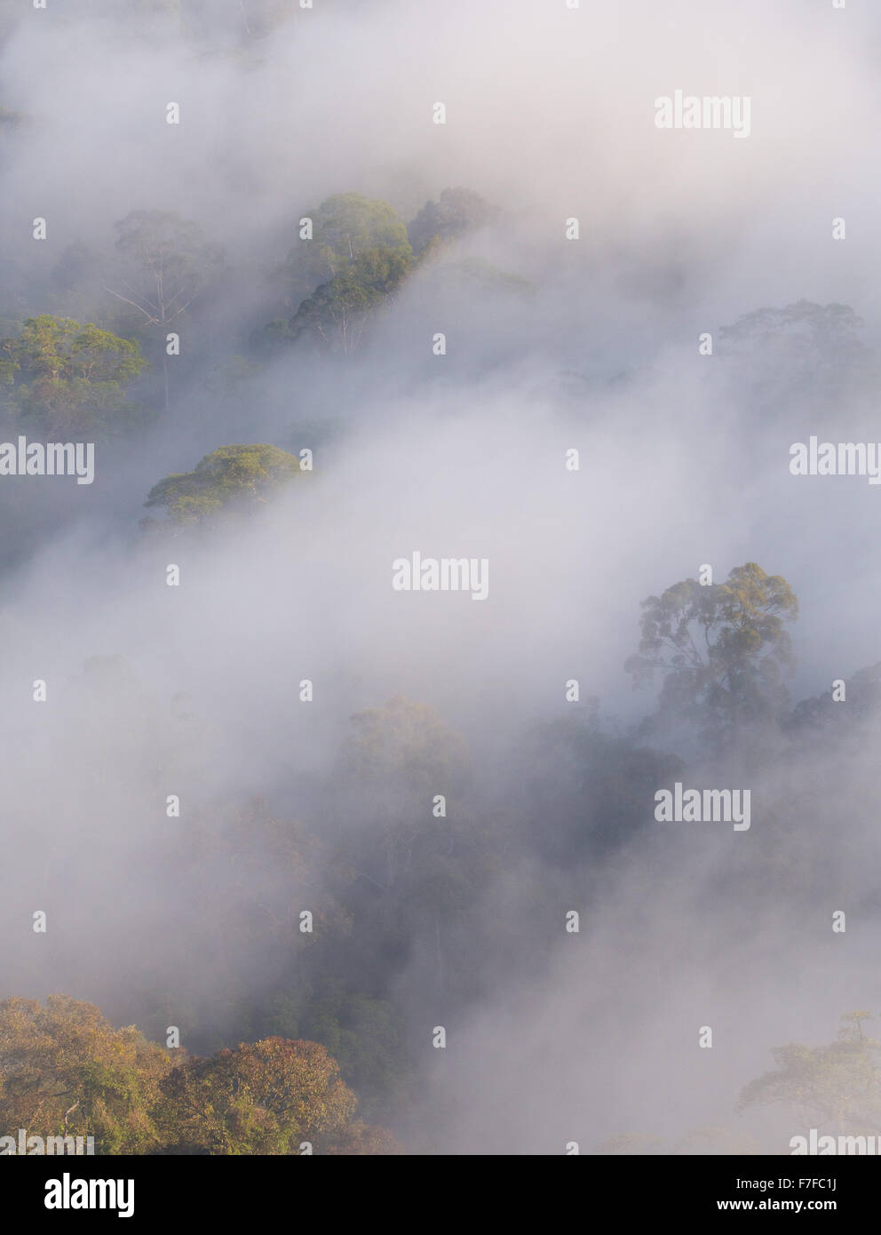 La foresta pluviale e la nebbia, Danum Valley, Sabah, Malaysia Foto Stock