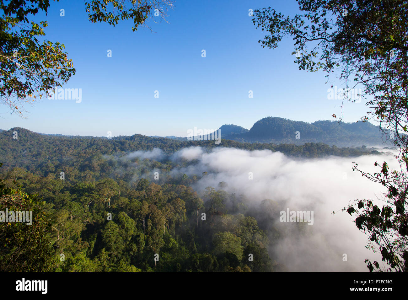 La foresta pluviale e la nebbia, Danum Valley, Sabah, Malaysia Foto Stock