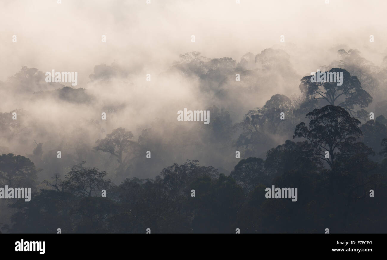 Early Morning mist sorge nella foresta pluviale tropicale, Danum Valley, Sabah, Malaysia Foto Stock