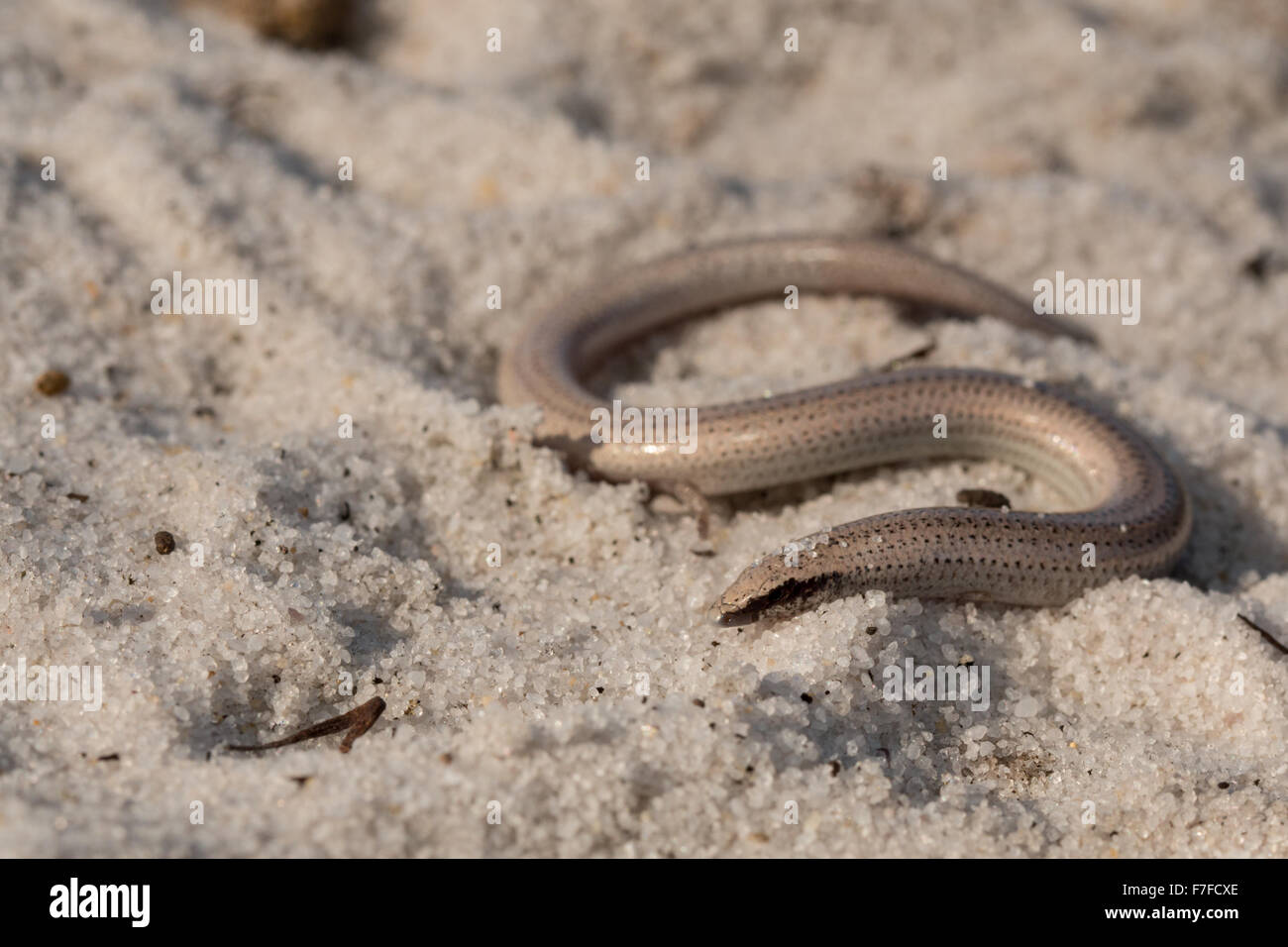 S - a forma di sabbia Florida skink - Neoseps reynoldsi Foto Stock