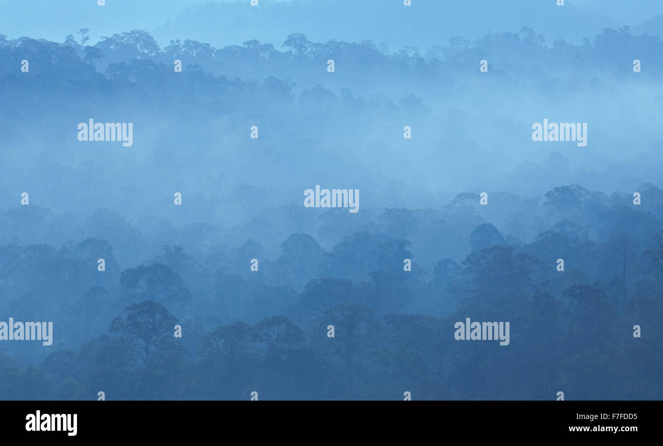 Vista della foresta pluviale nebbiosa colline coperte di Danum Valley, Sabah, Malaysia Foto Stock
