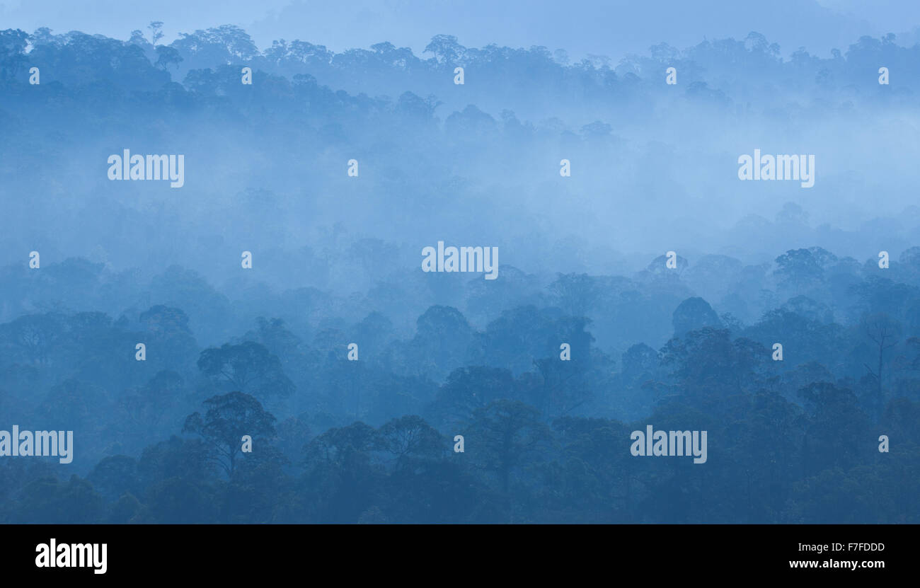 Vista della foresta pluviale nebbiosa colline coperte di Danum Valley, Sabah, Malaysia Foto Stock