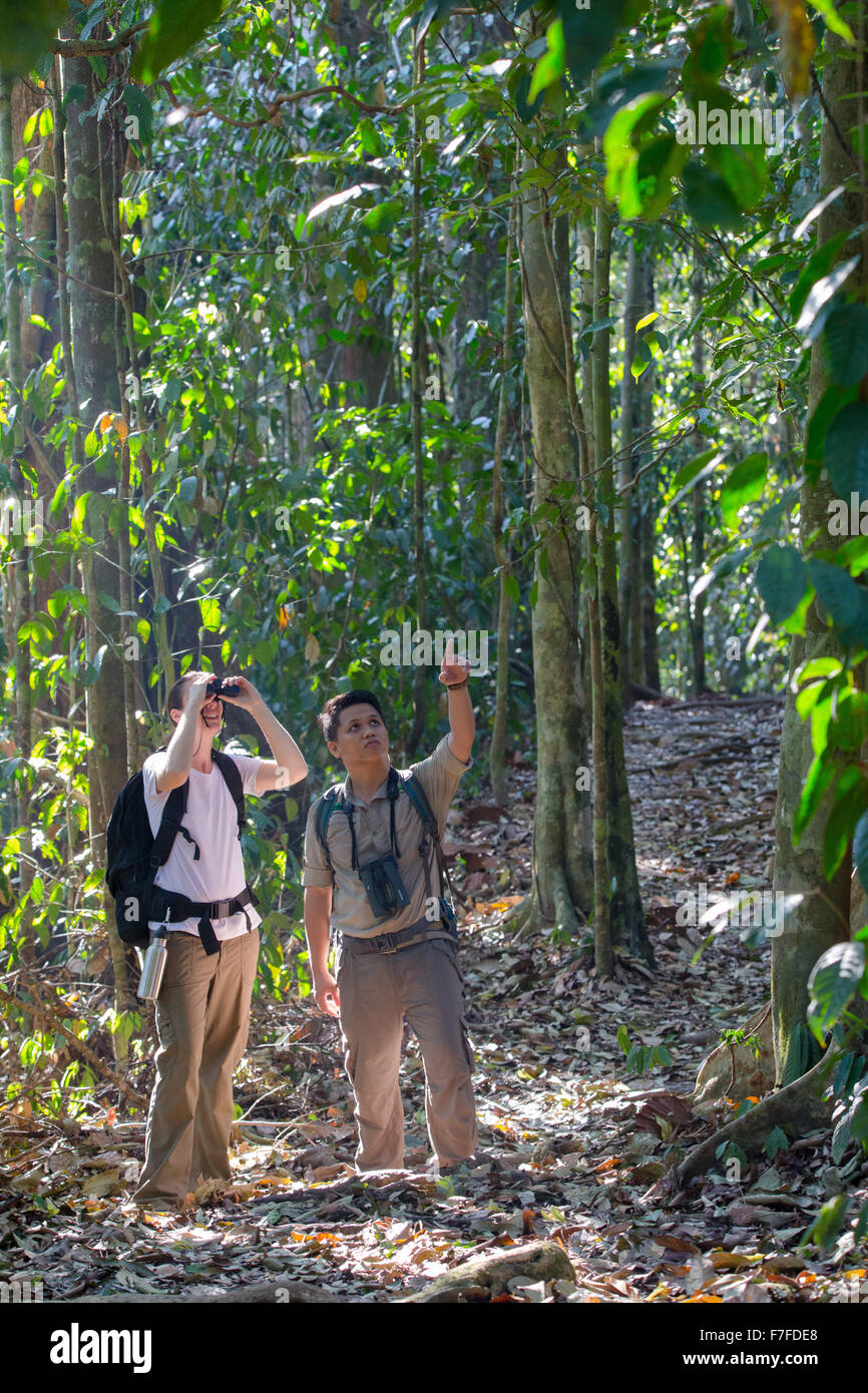 Donna birdwatching con la guida nella foresta pluviale al Danum Valley, Sabah, Malaysia Foto Stock