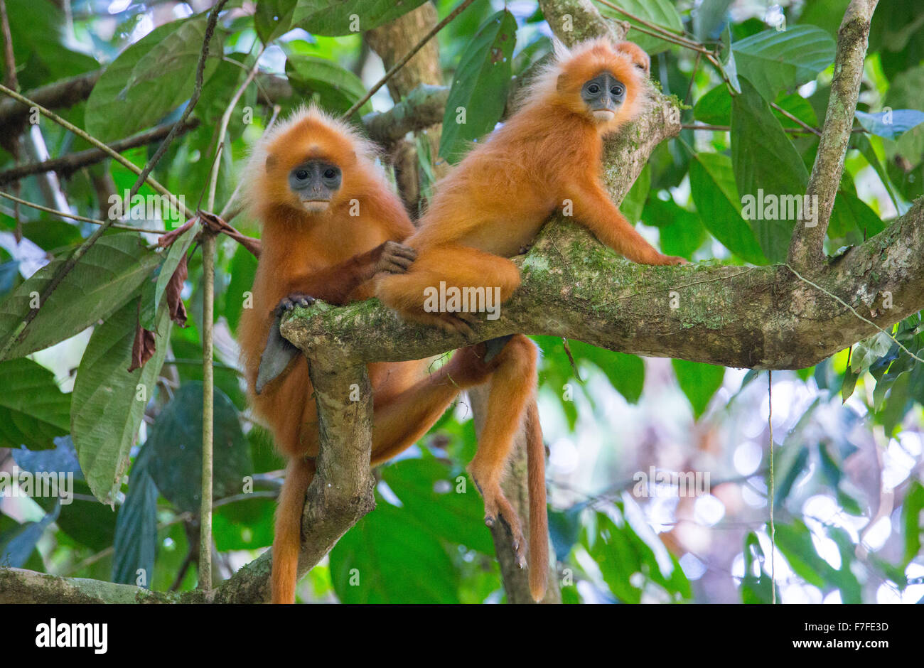 Red Leaf Monkey (Presbytis rubicunda) noto anche come Maroon Langur, Danum Valley, Sabah, Malaysia Foto Stock