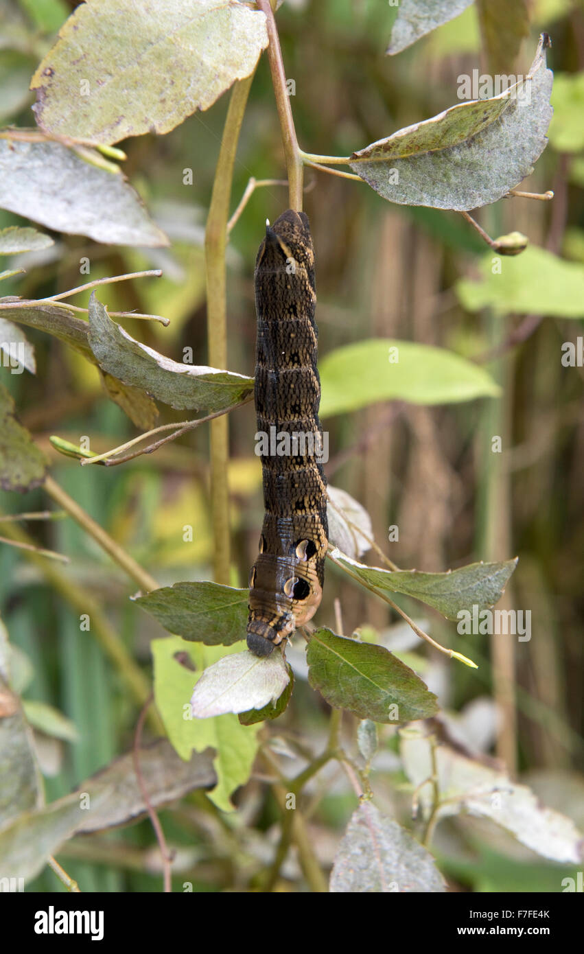 Elephant hawk-moth, Deilephila elpemor, caterpillar alimentazione su jewelweed Impatiens capensis, Berkshire, Settembre Foto Stock
