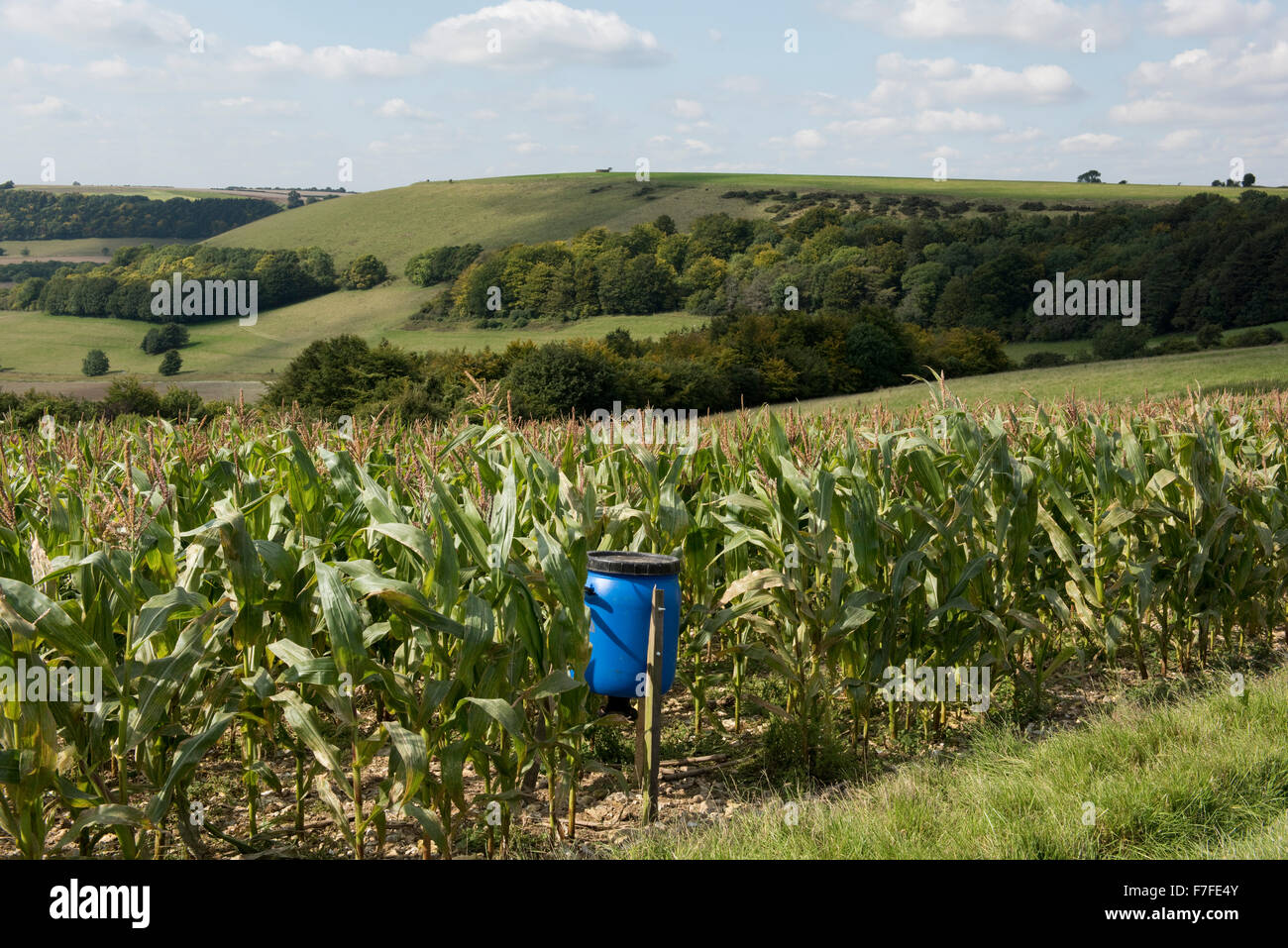 Un gioco del raccolto di mais o granoturco con le pannocchie e nappe con blu alimentatore di cereali per fagiani e pernici, Settembre, Berkshire Foto Stock