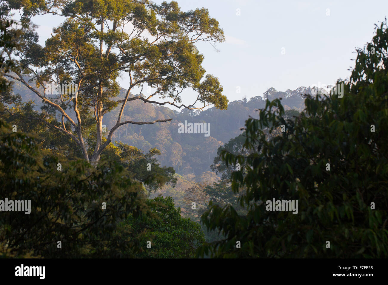 La foresta pluviale tropicale nel Danum Valley Conservation Area, Sabah, Malaysia Foto Stock