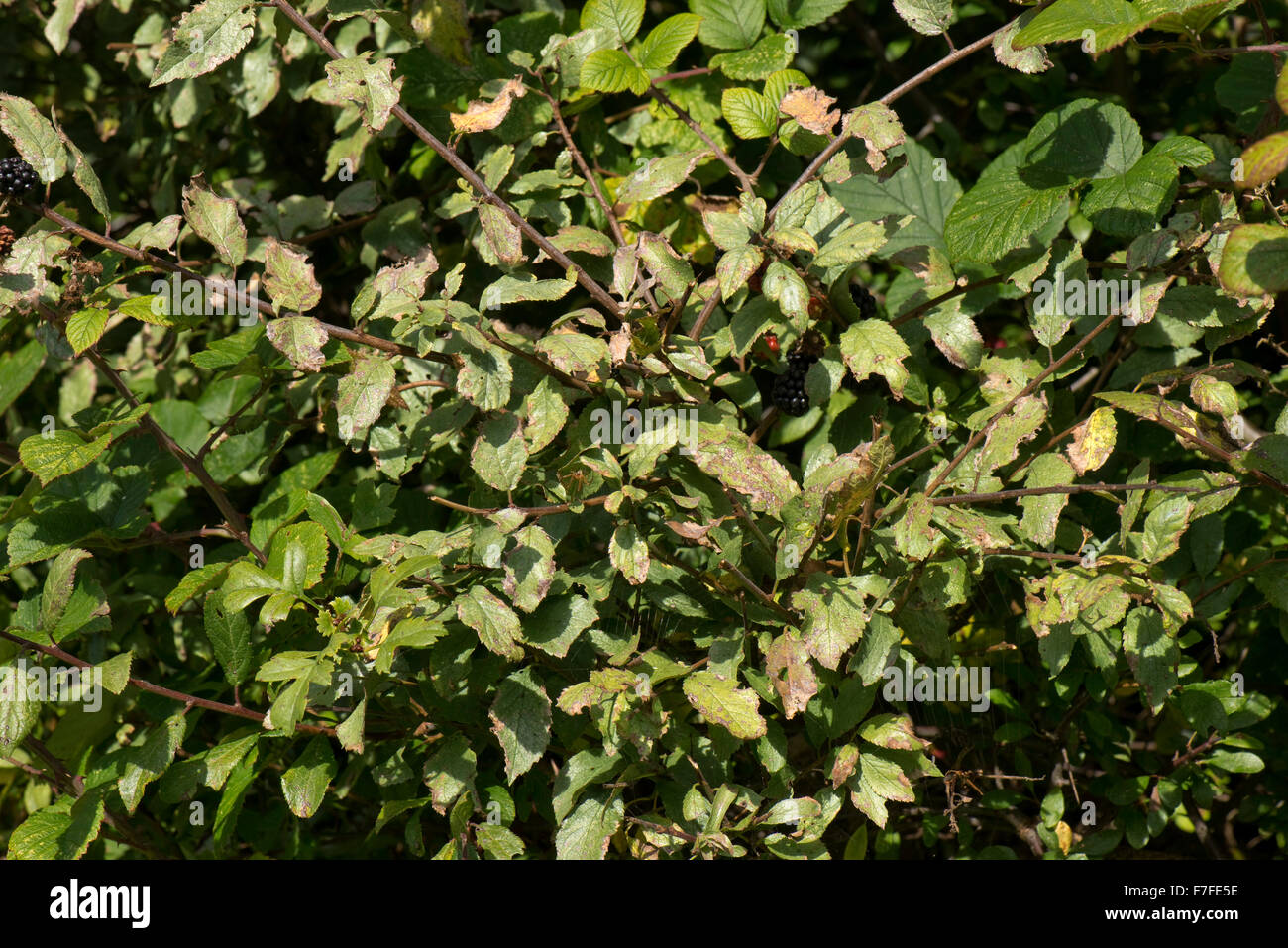 Foglia Argento malattia, Chondrostereum purpureum, sul selvaggio degli alberi di prugne in una siepe, Berkshire, Settembre Foto Stock