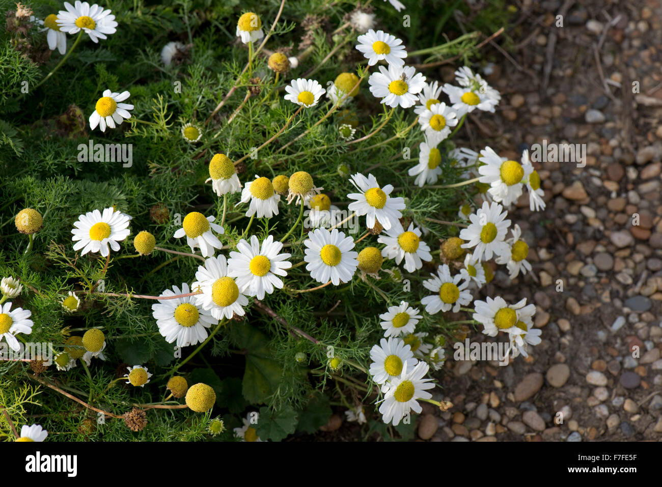 Mare, mayweed Tripleurospermum maritimum, fioritura in ciottoli di Chesil Beach in Dorset, Ottobre Foto Stock