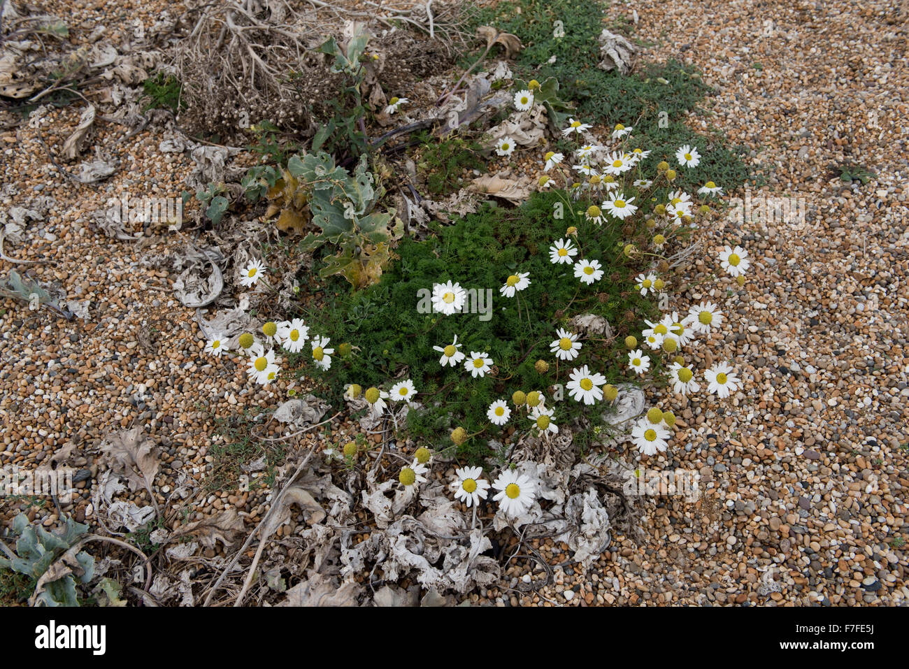 Mare, mayweed Tripleurospermum maritimum, fioritura in ciottoli di Chesil Beach in Dorset, Ottobre Foto Stock