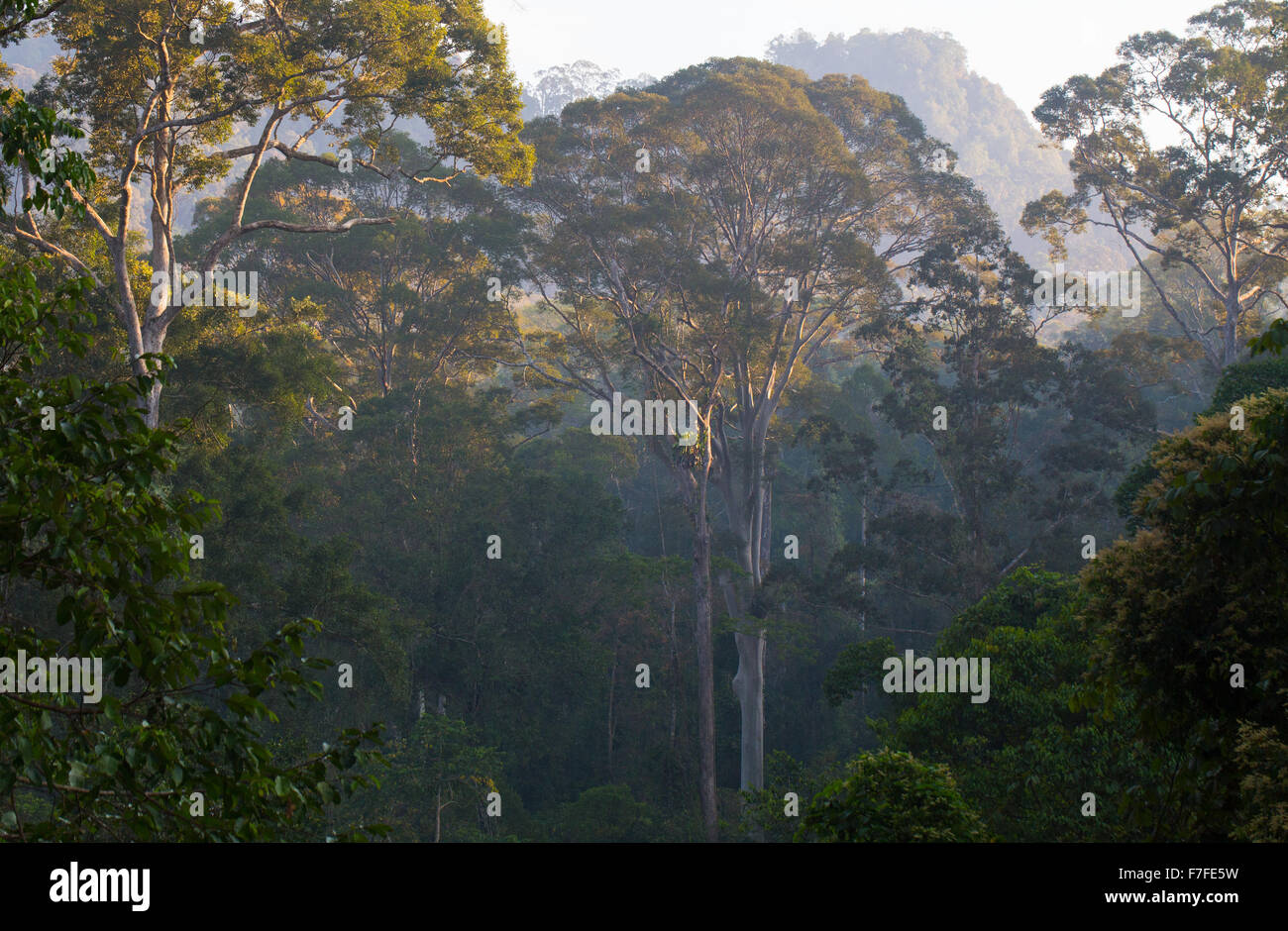 La foresta pluviale tropicale nel Danum Valley Conservation Area, Sabah, Malaysia Foto Stock