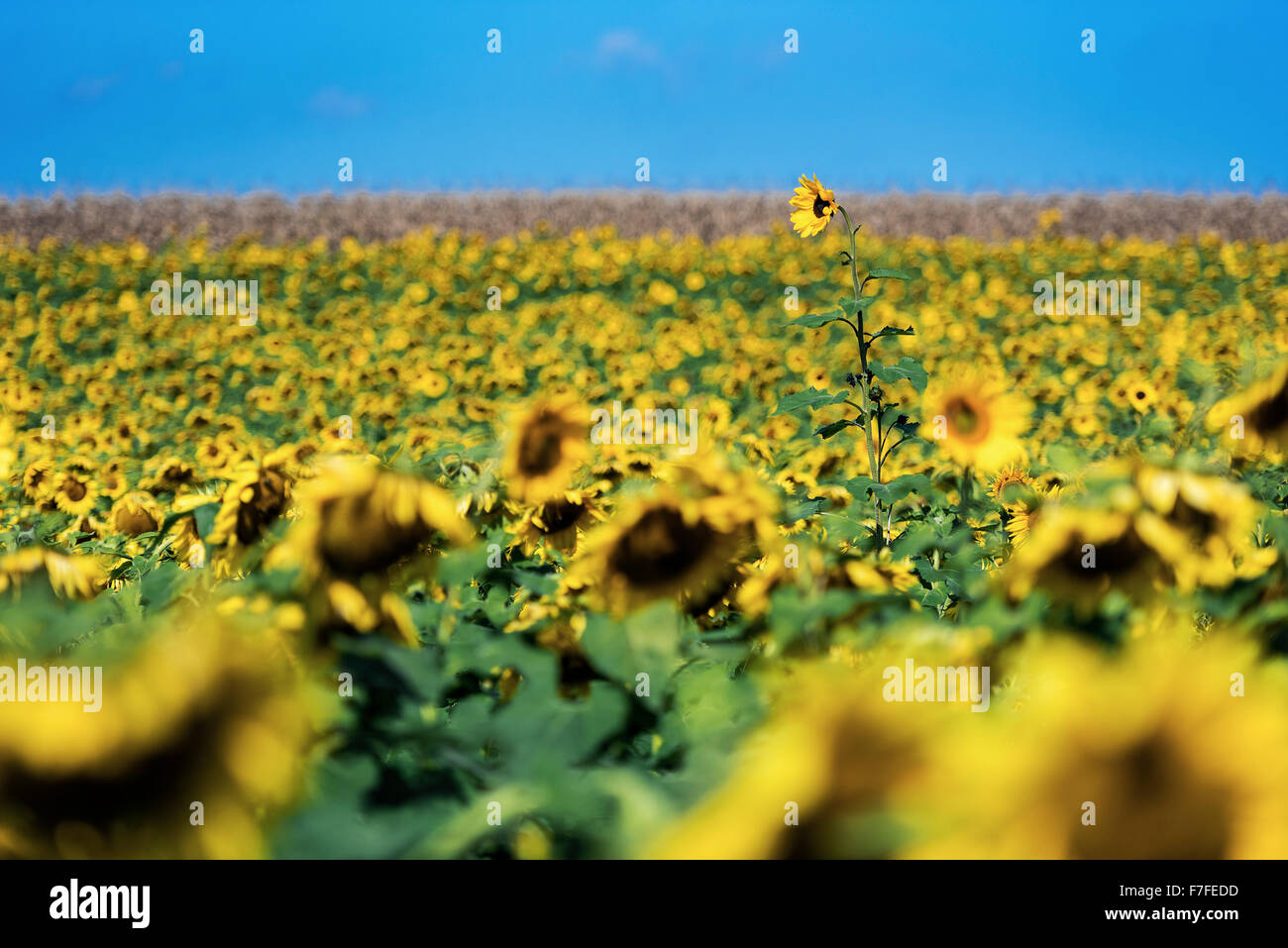 In modo univoco di girasole alto in un campo di girasoli, Howard, Pennsylvania, STATI UNITI D'AMERICA Foto Stock