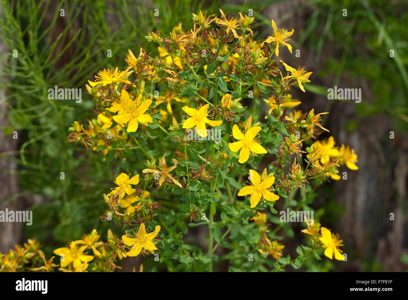 Erba di San Giovanni, Tüpfel-Johanniskraut, Johanniskraut, Tüpfeljohanniskraut, Tüpfel-Hartheu, Hartheu, Hypericum perforatum Foto Stock