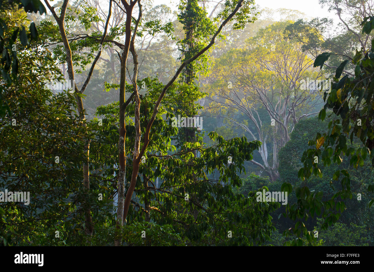 La mattina presto la luce nella foresta pluviale tropicale, Danum Valley, Sabah, Malaysia Foto Stock