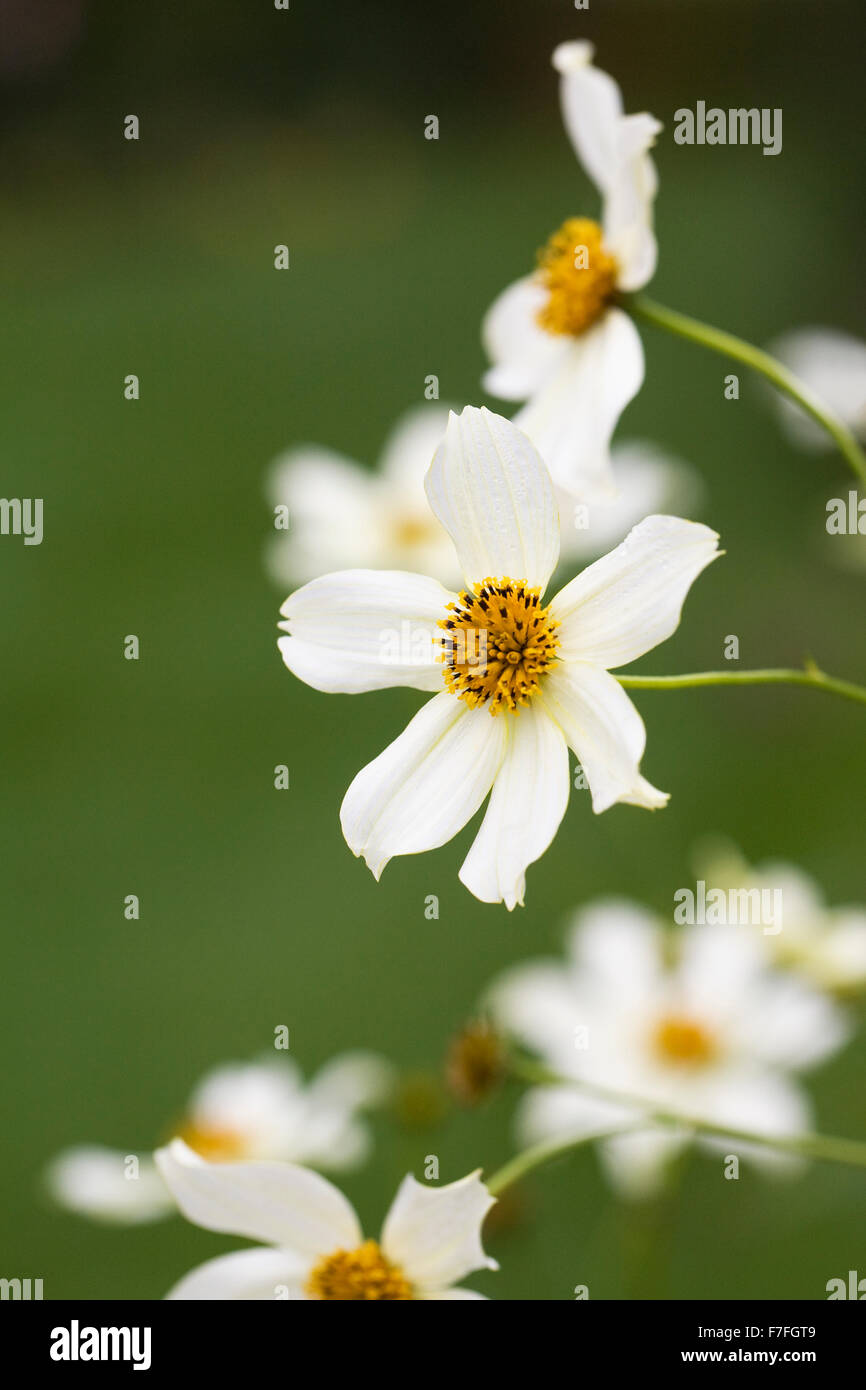 Bidens Heterophylla fiori nel giardino. Tickseed fiore. Foto Stock