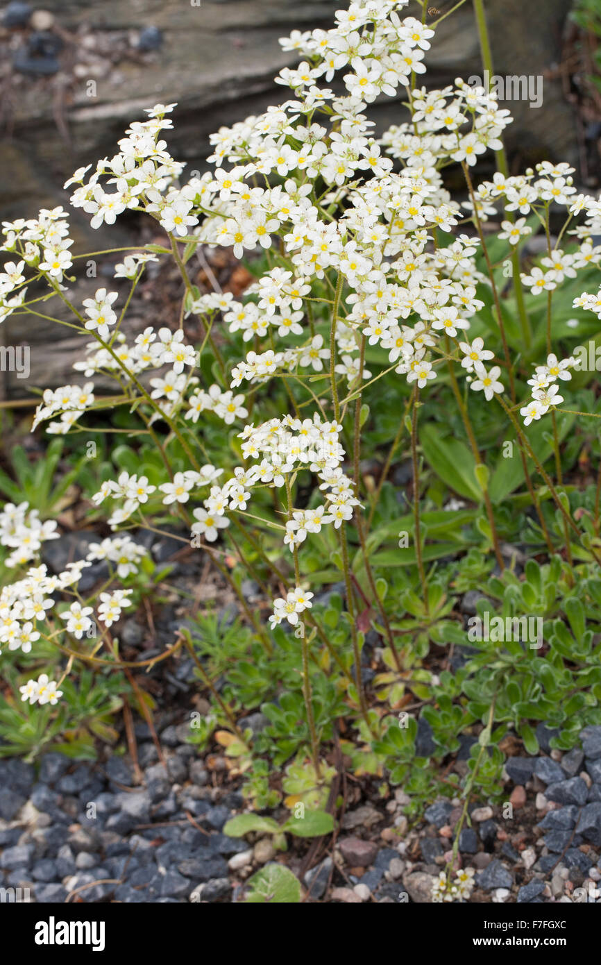 Incrostati di Sassifraga, argento Sassifraga, Host-Steinbrech, ospita Steinbrech, Saxifraga hostii, Steinbrechgewächse, Saxifragaceae Foto Stock