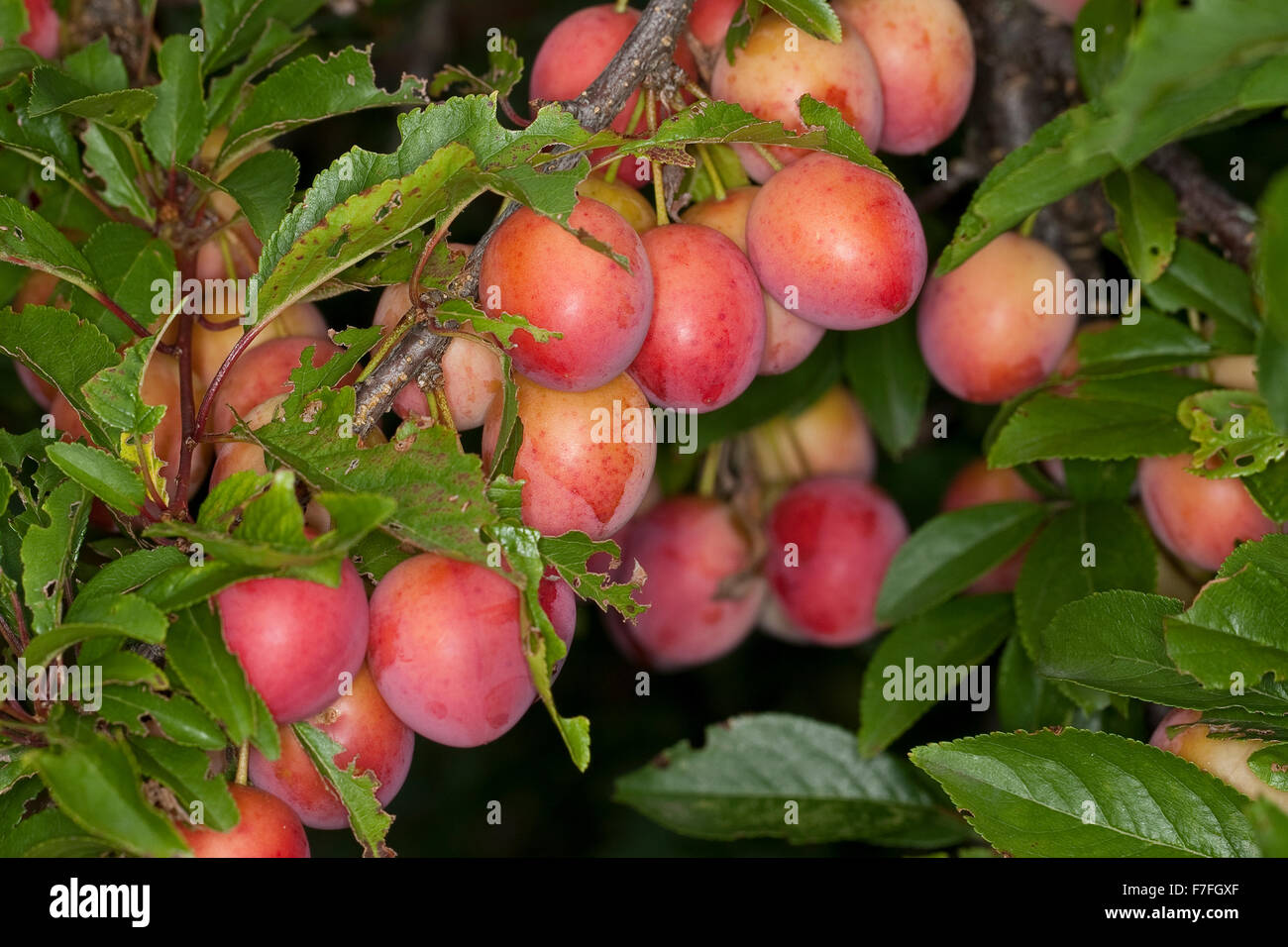 Cherry Plum, Myrobalan prugna, Kirschpflaume, Kirsch-Pflaume, Myrobalane, Früchte, Wildpflaume, Wildobst, Obst, Prunus cerasifera Foto Stock