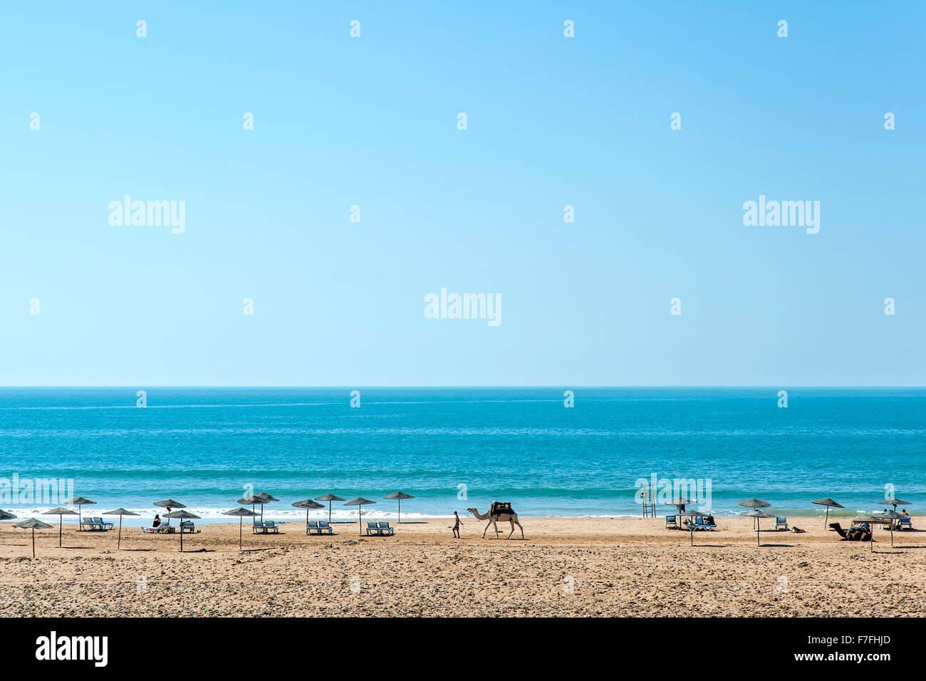 Camel essendo camminava lungo il bordo dell'acqua di Sidi Kaouki beach in Marocco. Foto Stock