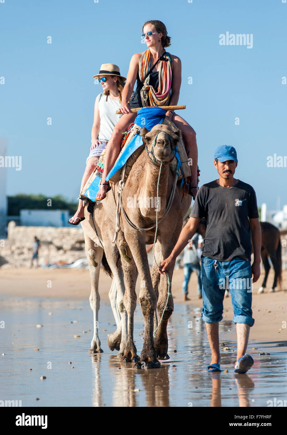 I turisti a cavallo di cammelli lungo il bordo dell'acqua di Sidi Kaouki beach in Marocco. Foto Stock