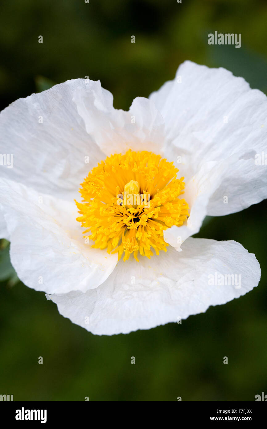 Romneya coulteri. Californian tree fiore di papavero. Foto Stock