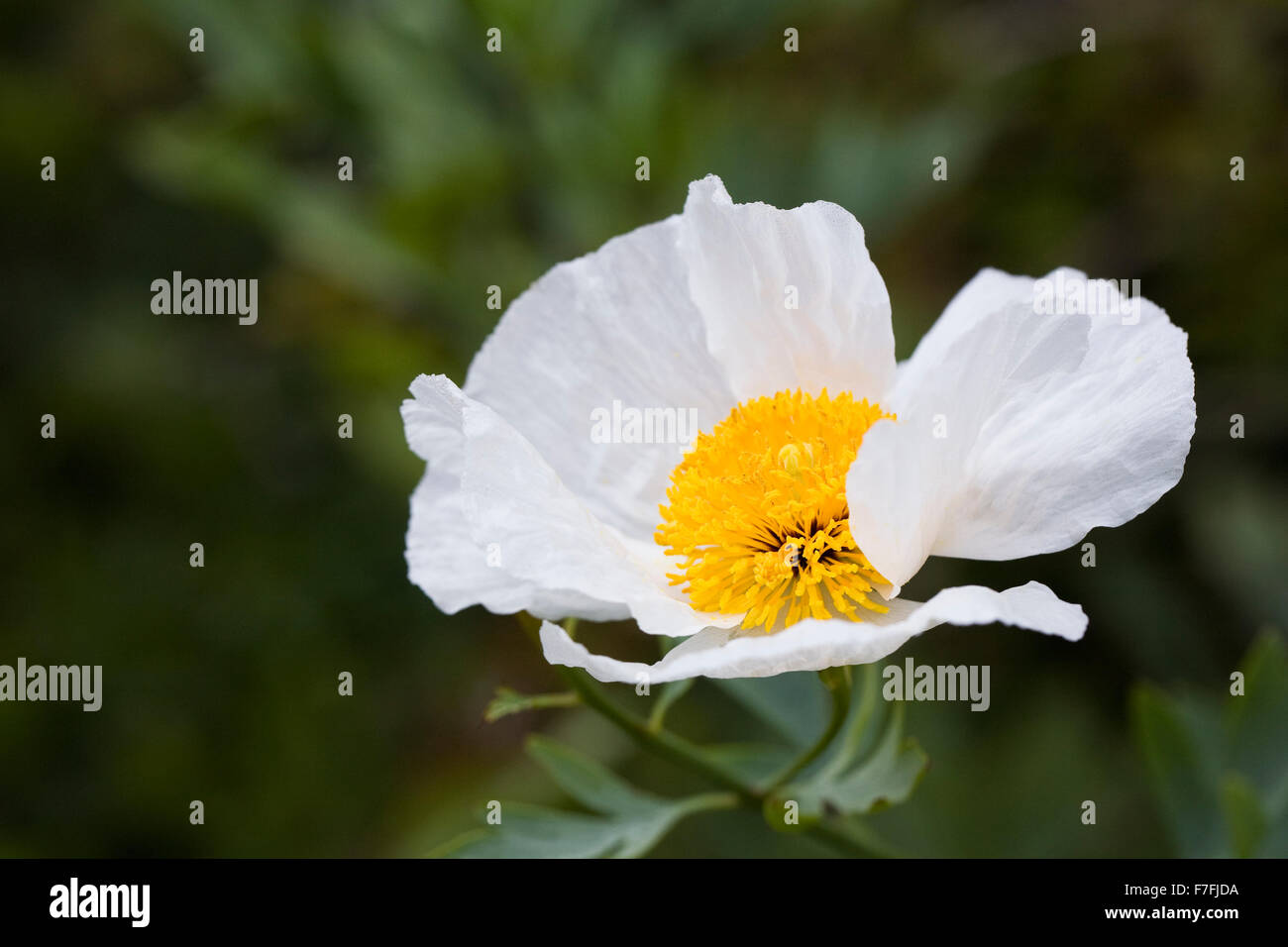 Romneya coulteri. Californian tree fiore di papavero. Foto Stock