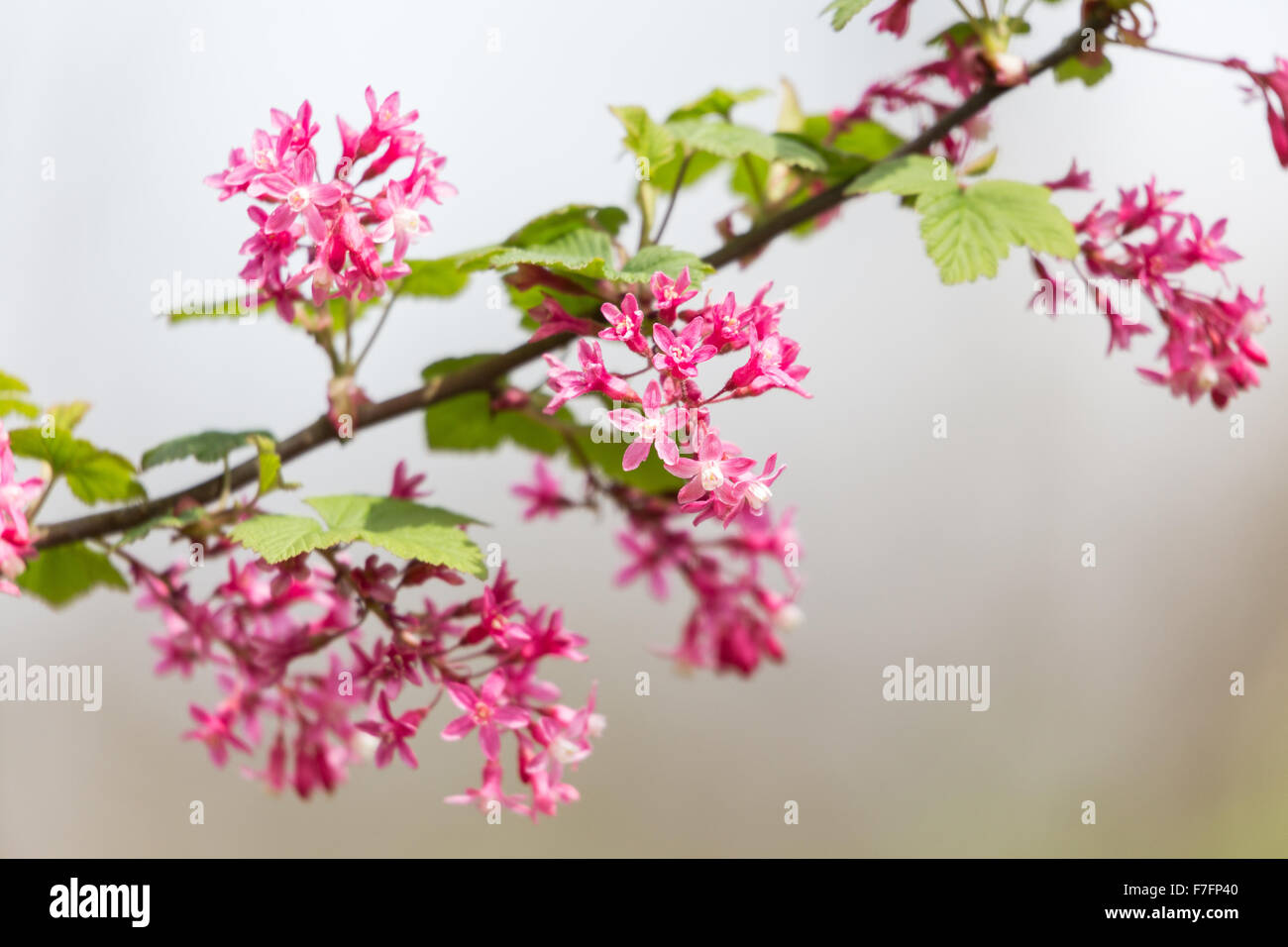 Fiore rosso Ribes, Ribes sanguineum, Foto Stock