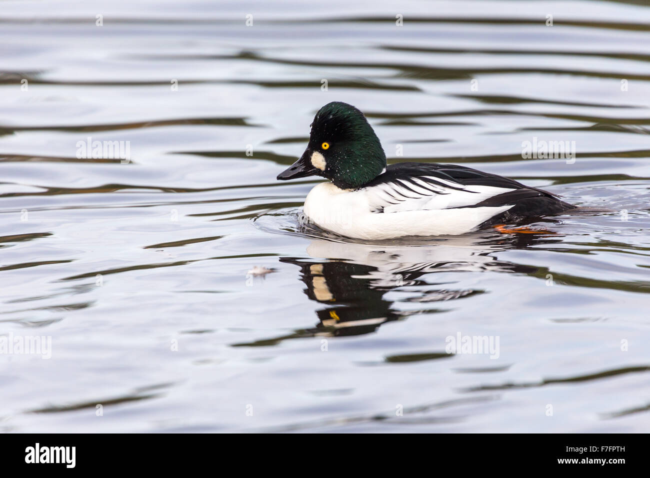Comune di Goldeneye, perso laguna vancouver Foto Stock