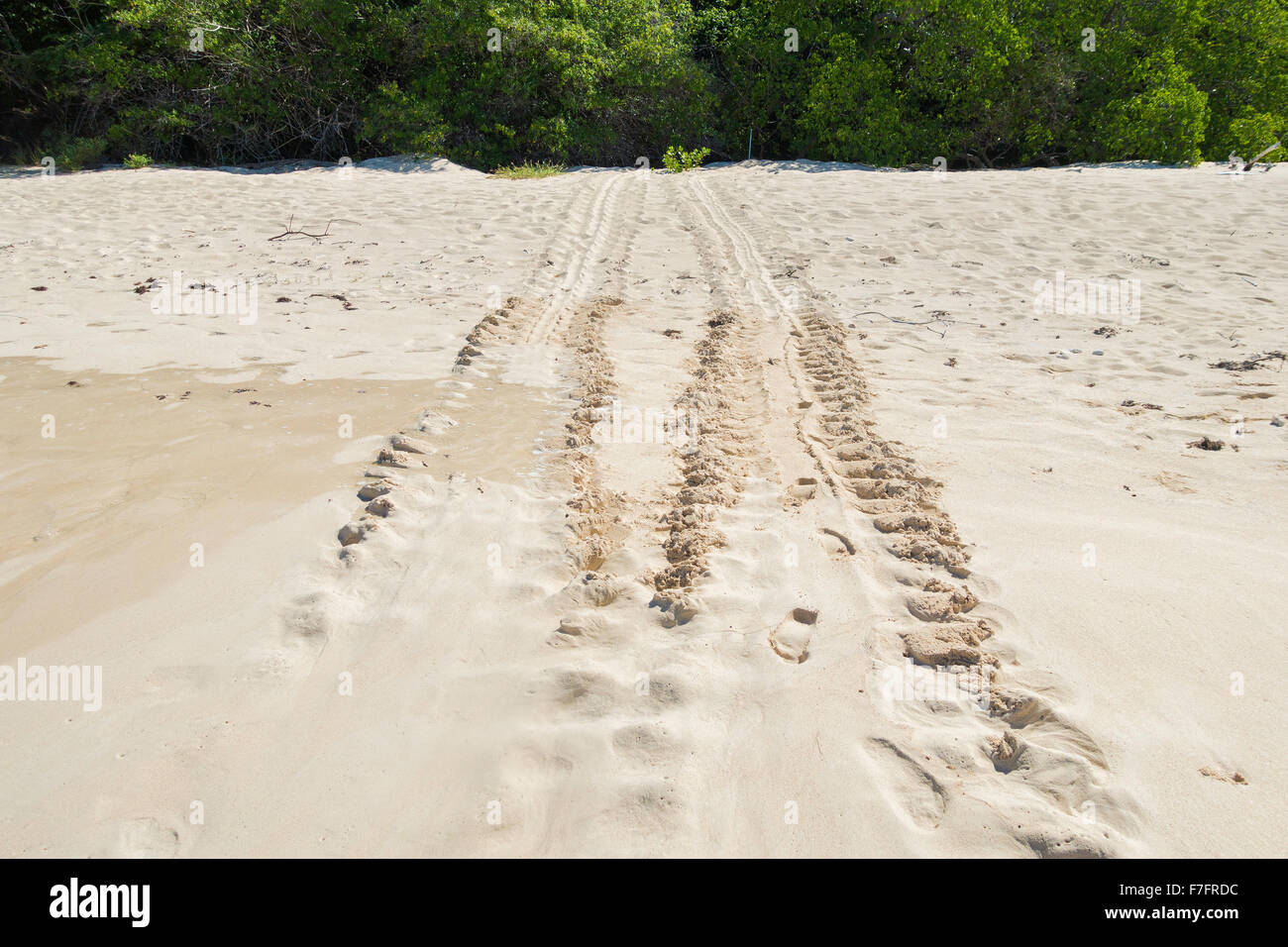 Sea Turtle tracce nella sabbia di Buck Island Reef National Monument, U.S. Isole Vergini. USVI, U.S.V.I. Isole Vergini Americane Foto Stock