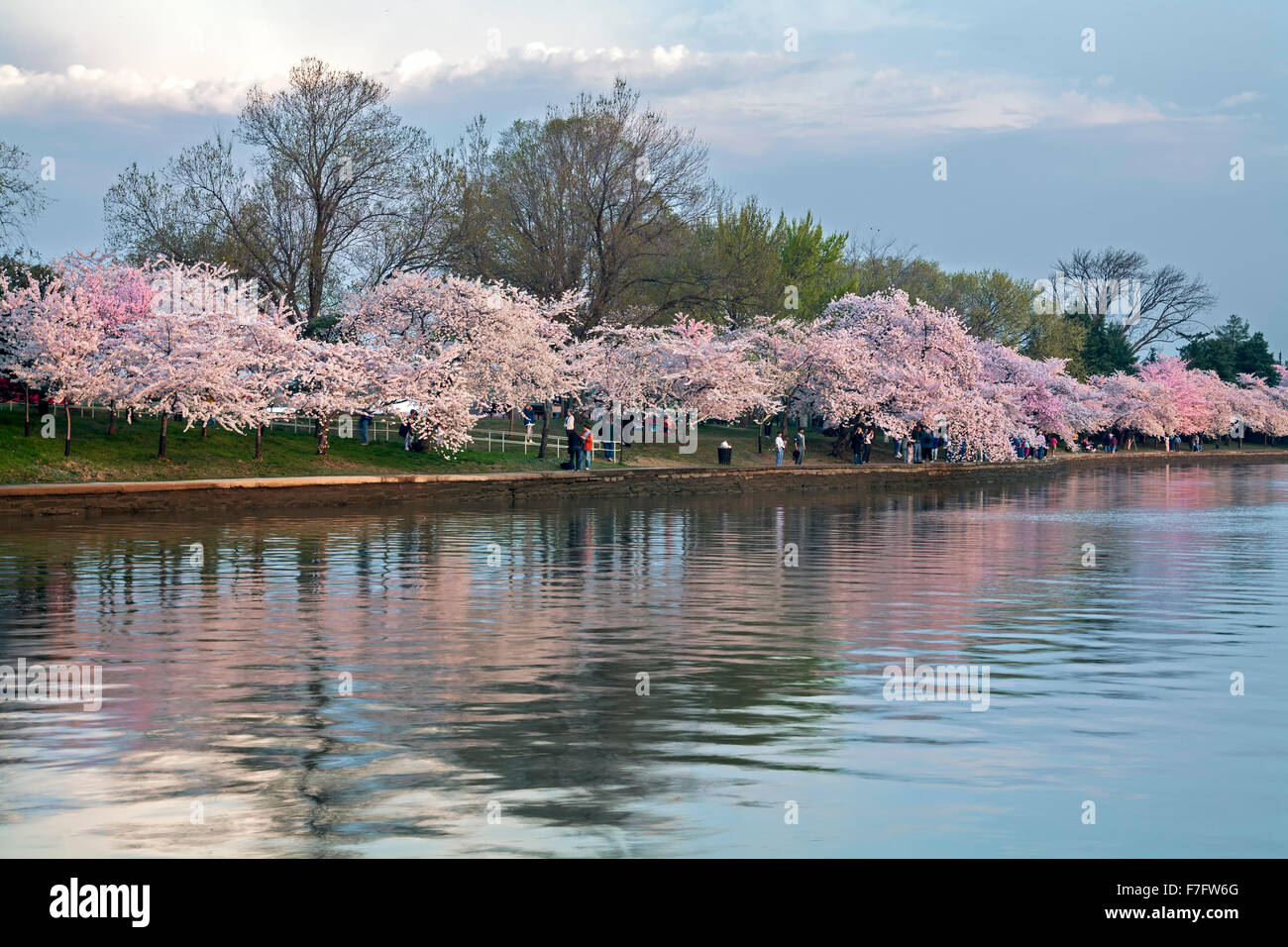 Fiori Ciliegio riflessa sul Tidal Basin, fiori di ciliegio a piedi, Washington, Distretto di Columbia USA Foto Stock